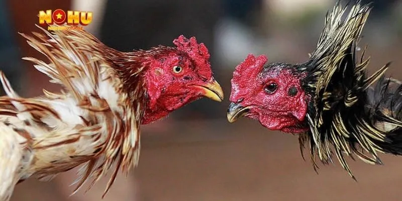 Lợi ích khi tham gia cá cược đá gà tại Nohu90